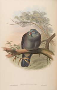 Palumbus elphinstonei = Columba elphinstonii da John Gould